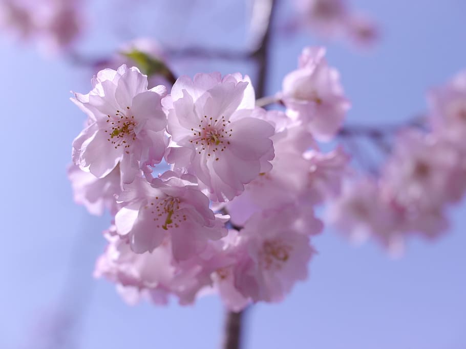 HD wallpaper: Pink, Flowers, Japan, Cherry Tree, japan cherry tree ...