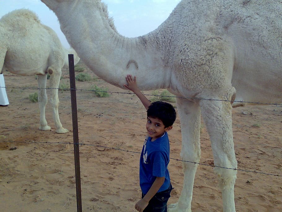 saudi arabia, camel, boy, desert, sand, animal, travel, child HD wallpaper