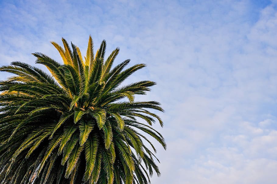 Beach Palm Tree with Cloudy Sky, clouds, nature, palms, room for text HD wallpaper