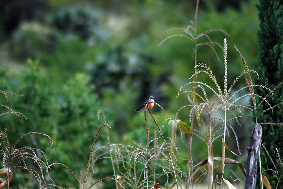 ave, field, insect, animal, animal themes, animal wildlife HD wallpaper