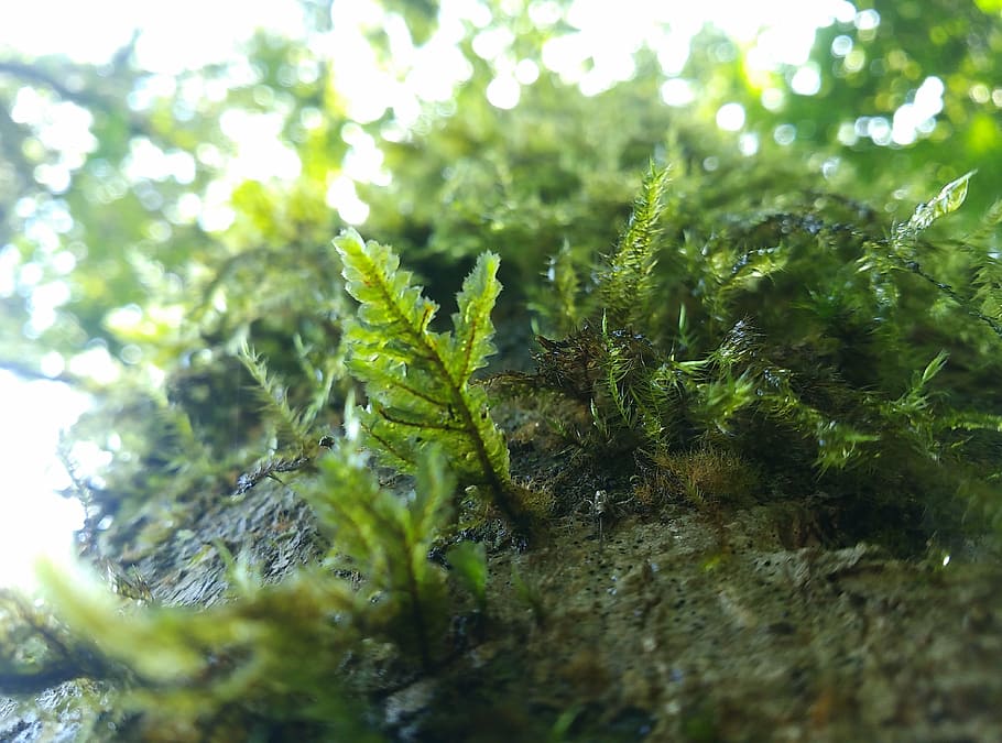 sunshine, the sun, background, plant, green color, growth, selective focus HD wallpaper