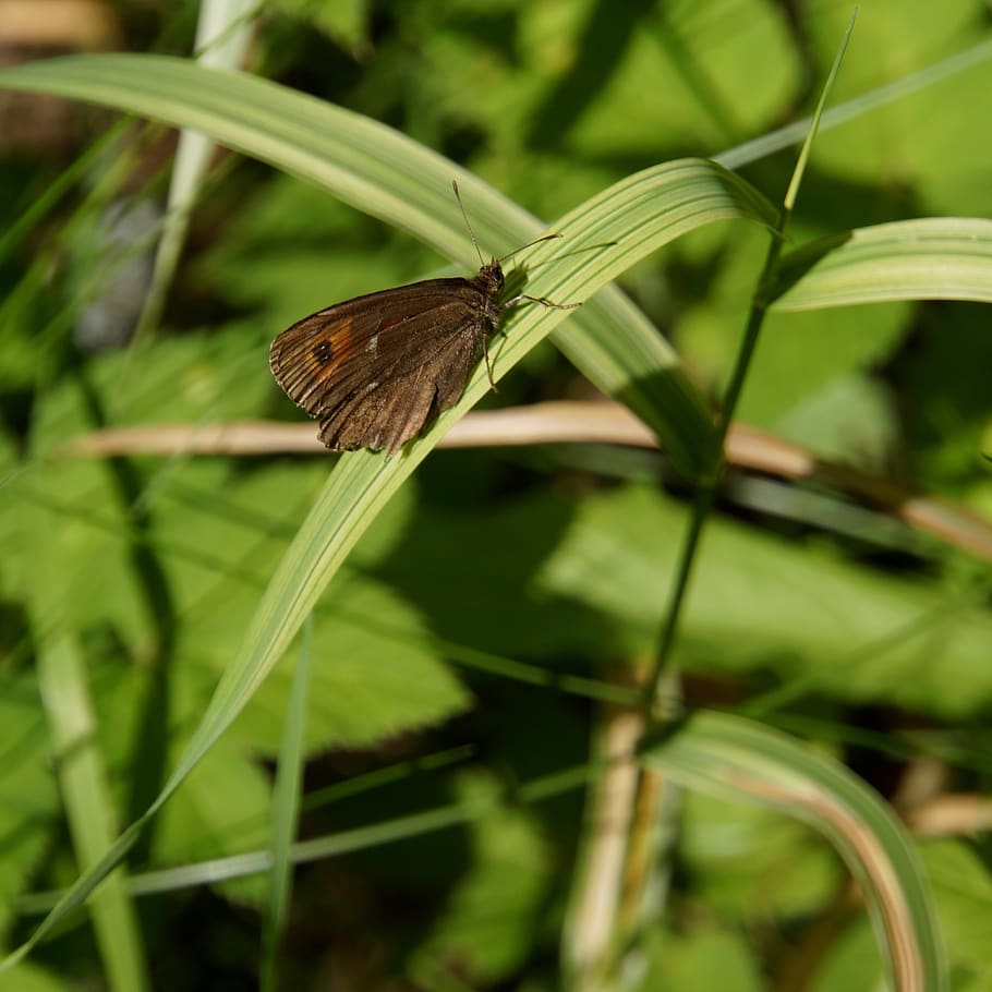 butterfly, a side, brown, insect, invertebrate, animal themes HD wallpaper