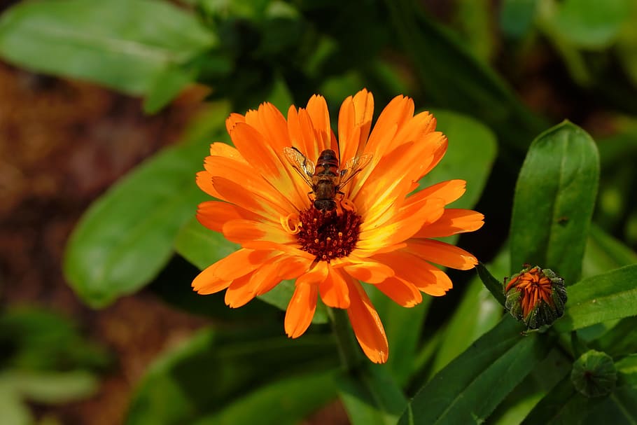close up photo of hoverfly perched on orange flower, blossom HD wallpaper