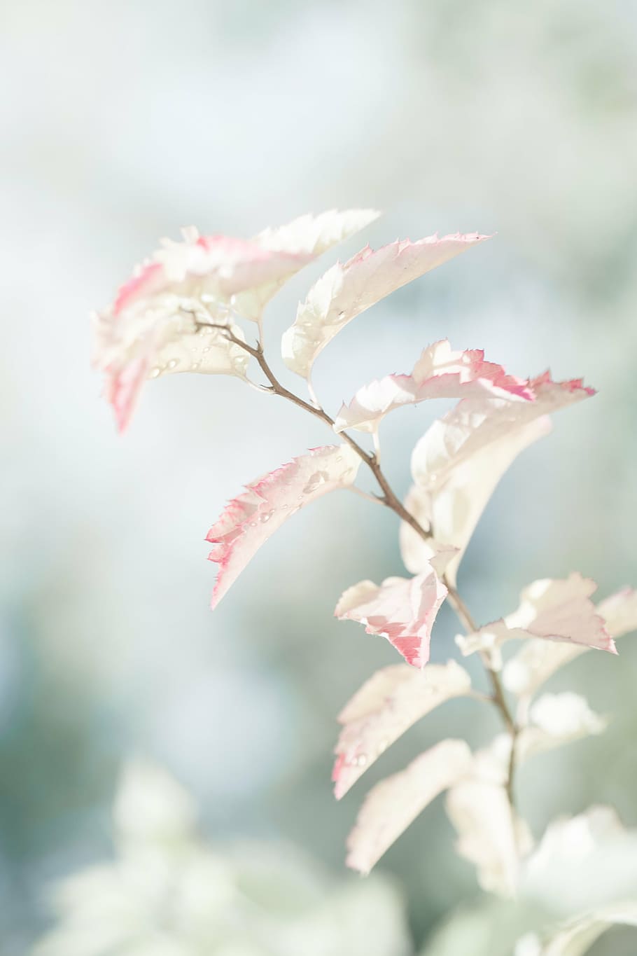light, plant, bush, leaf, foliage, branch, flower, fragility HD wallpaper