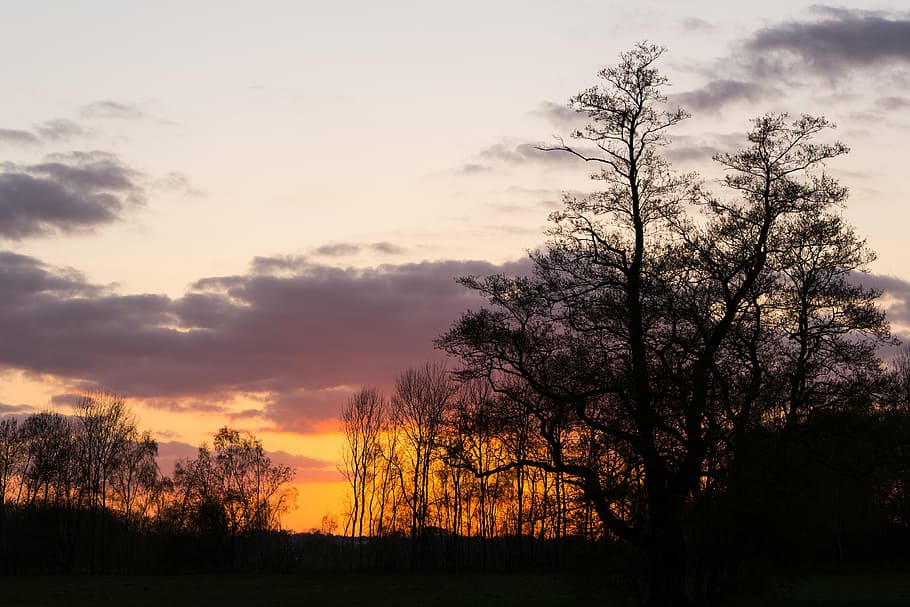 sunset, trees, shadow, silhouette, nature, evening sun, evening sky HD wallpaper