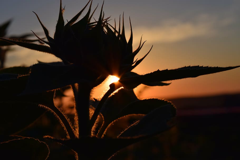 sunset, sun flower, back light, sky, red, evening, contrast HD wallpaper