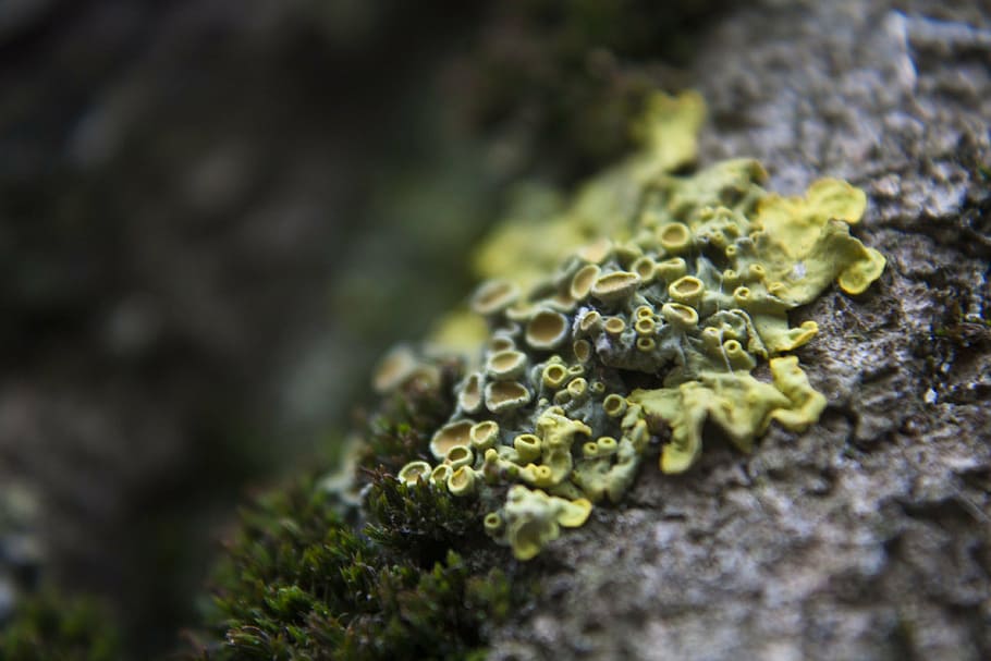 lichen, macro, yellow, closeup, nature, selective focus, food HD wallpaper