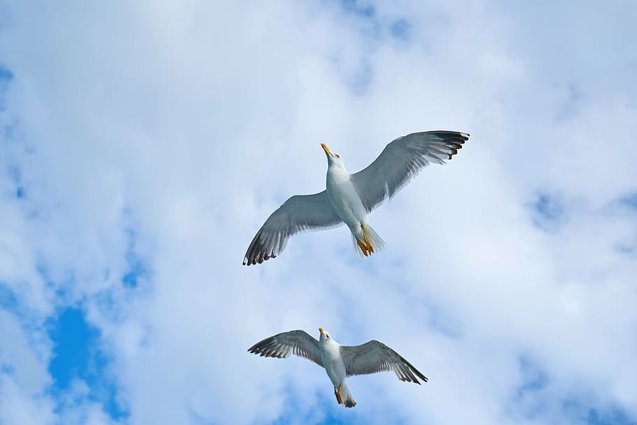 two white king fisher flying high, Seagull, Bird, Gulls, Day, HD wallpaper