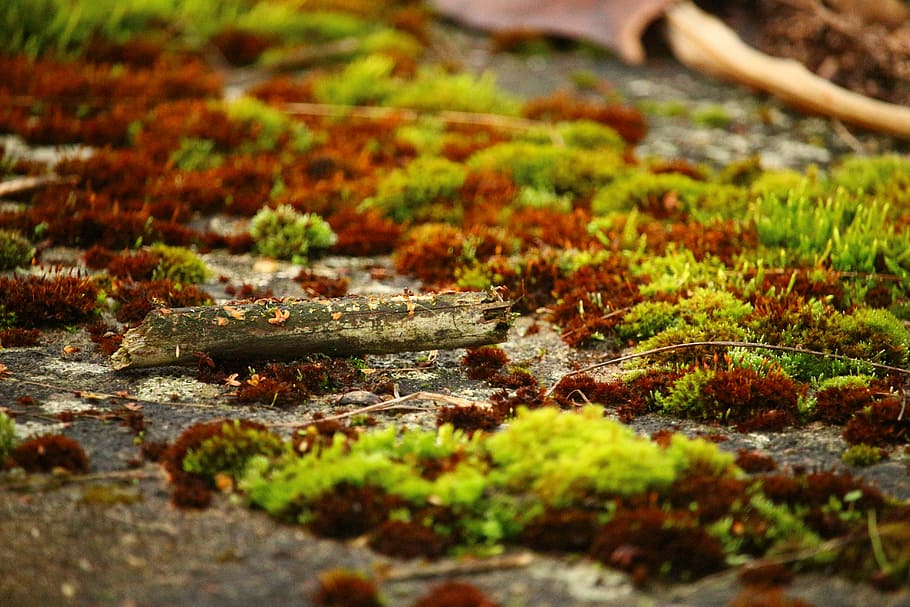 moss, lichen, stone wall, weathered, nature, wood, selective focus HD wallpaper