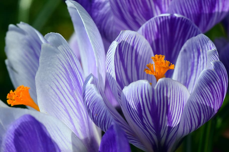 close-up of a purple crocus flowers, spring, stripes, bright HD wallpaper