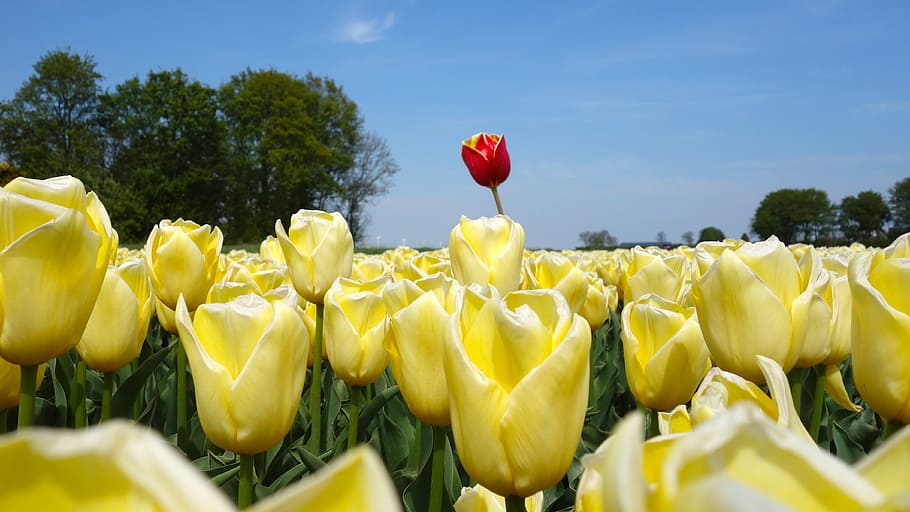 tulips, bulbs, spring, holland, tulip fields, flower, netherlands HD wallpaper
