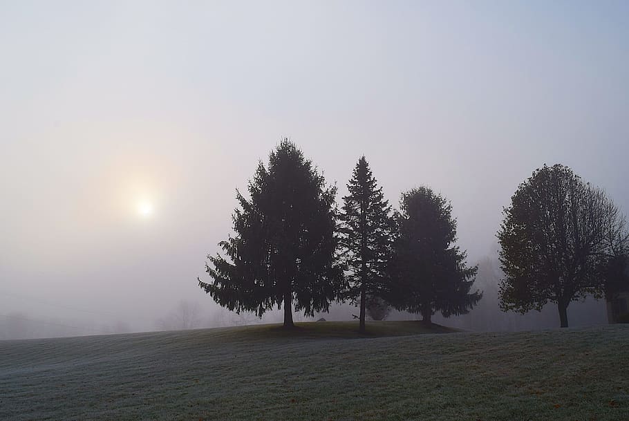 fog, trees, sun, morning, landscape, forest, nature, mist, foggy HD wallpaper