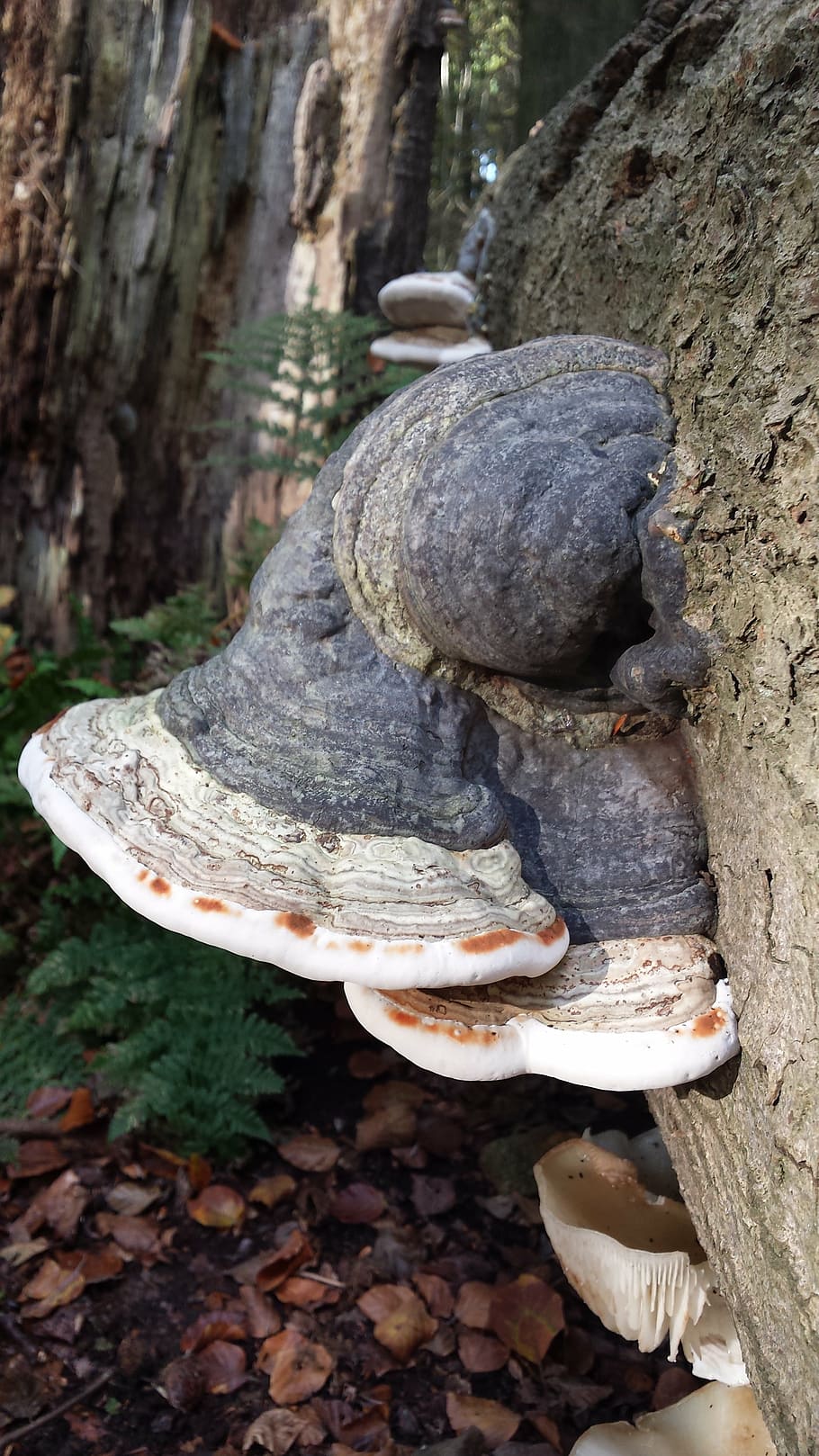 punk, mold, infested tree, autumn, mushroom, day, nature, tree trunk HD wallpaper