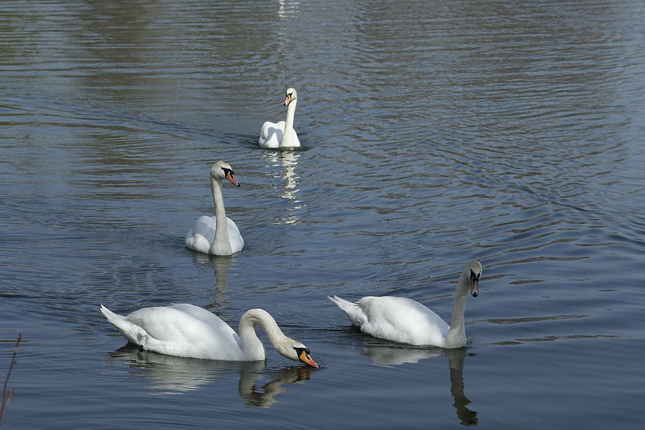 swan, lake, bird, animal, reflection, peaceful, nature, graceful, HD wallpaper