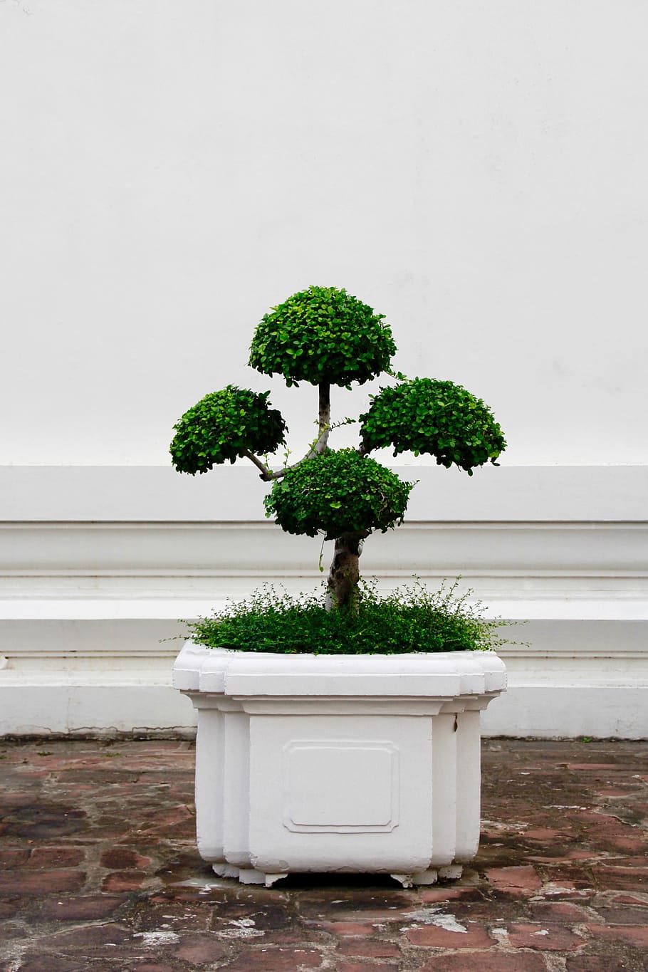 green leafed plant in white pot, bonsai, tree, bäumchen, leaves, HD wallpaper