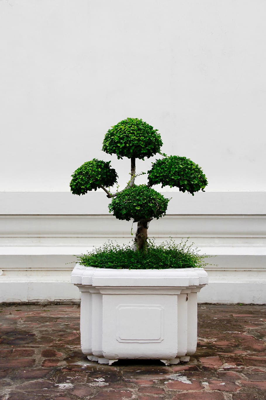 green leafed plant in white pot, bonsai, tree, bäumchen, leaves HD wallpaper