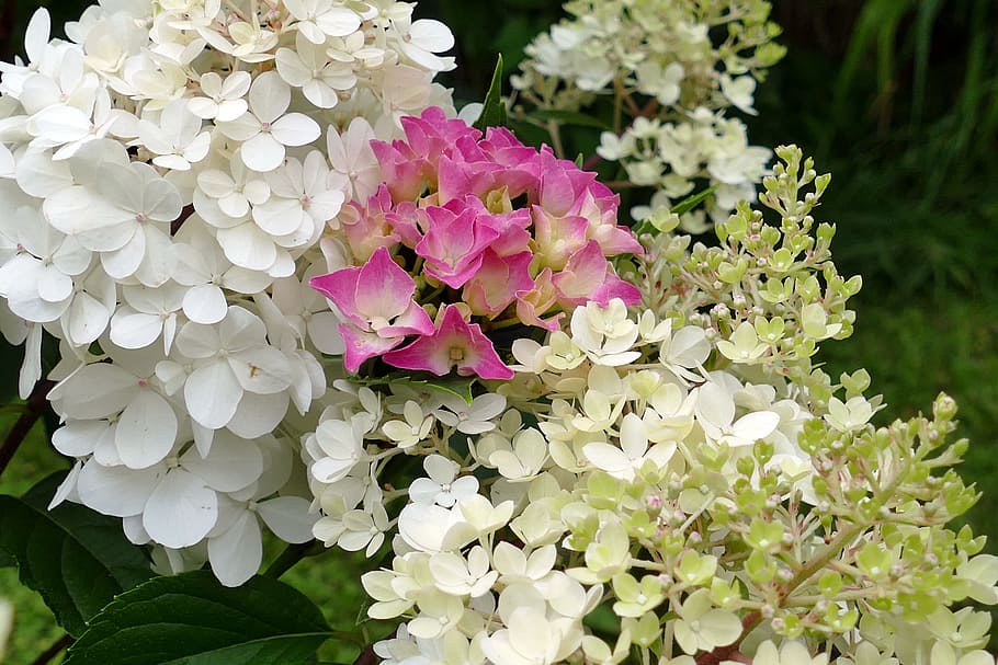 hydrangeas, flowers, white, pink, garden, summer, nature, flowering plant HD wallpaper
