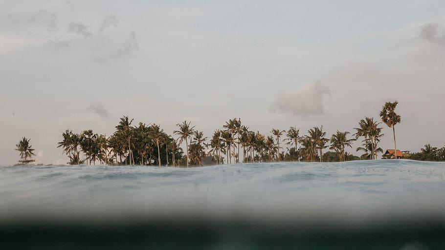 green coconut trees near body of water, palm trees, ocean, sky HD wallpaper