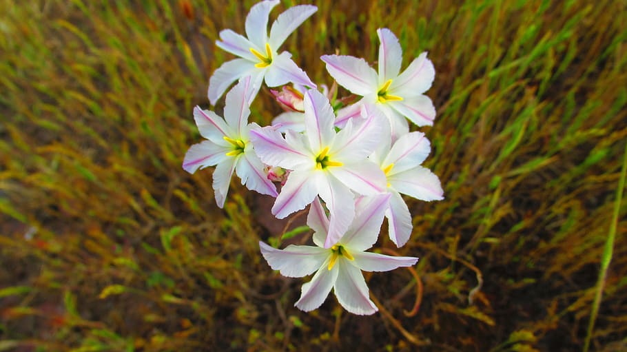 flower, nature, small flower, flowering plant, freshness, petal HD wallpaper