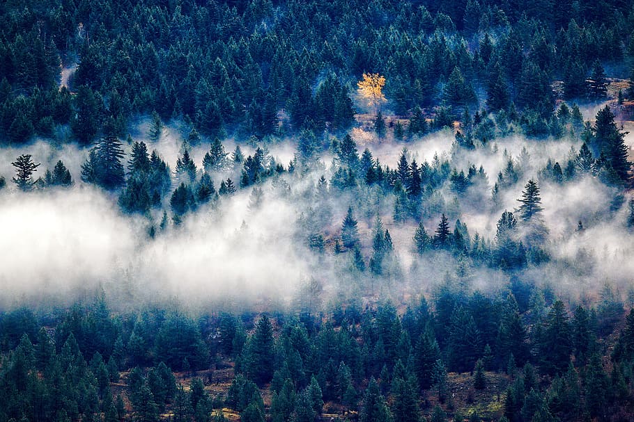 landscape, nature, clouds, forest, day, daylight, evergreen, fog HD wallpaper
