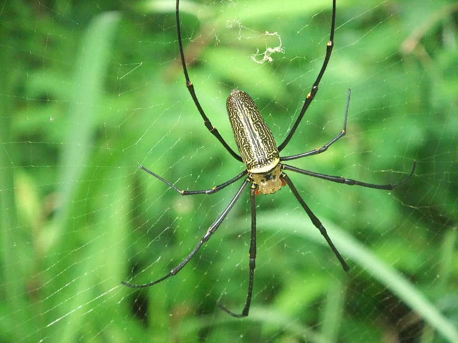 Spider, Insect, one animal, animal themes, animals in the wild HD wallpaper