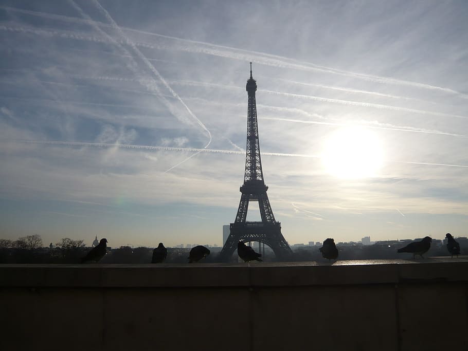 paris, eiffel tower, walk, pigeons, sunrise, morning, city HD wallpaper
