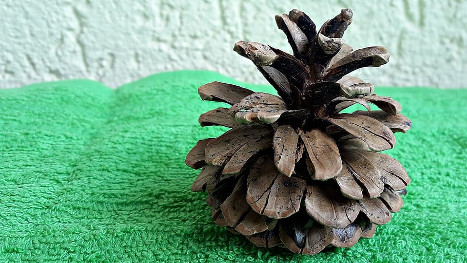 pine cone, tree, nature, coniferous, green color, plant, no people HD wallpaper