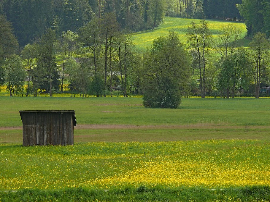 spring, meadow, nature, yellow, landscape, green, rural Scene HD wallpaper