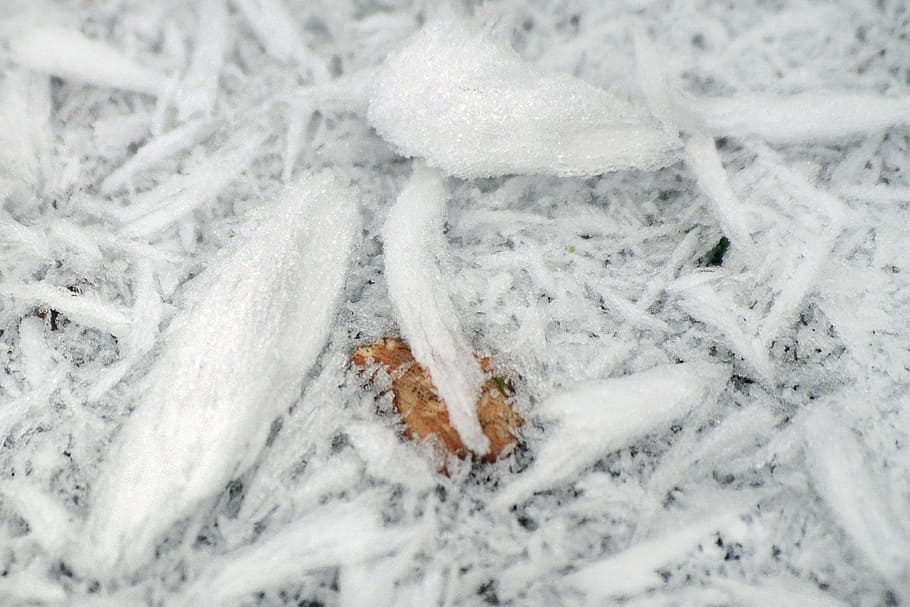 frost, winter, frozen, icing, whites, cold, snow, close-up HD wallpaper