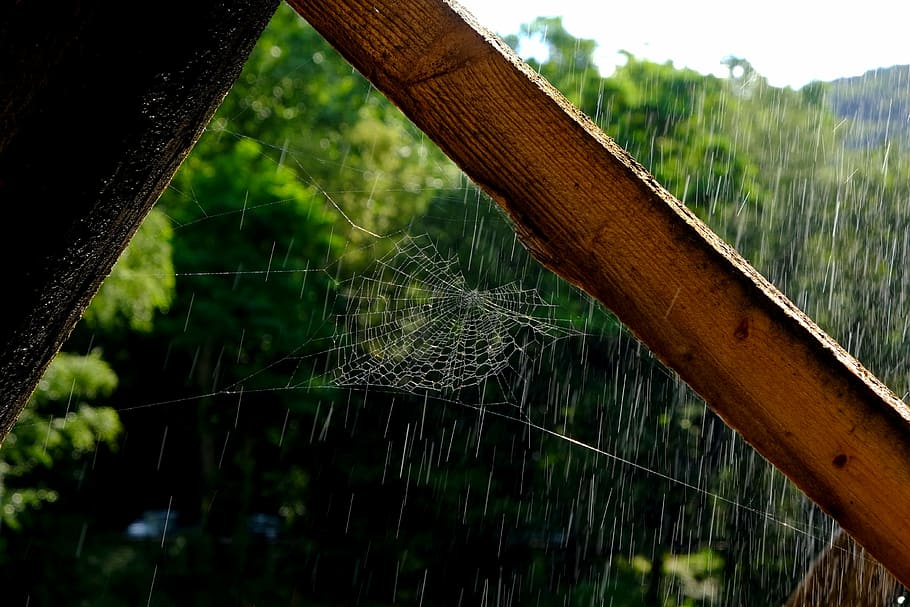 Cobweb, Network, Spider, Nature, Case, strained networks, close HD wallpaper
