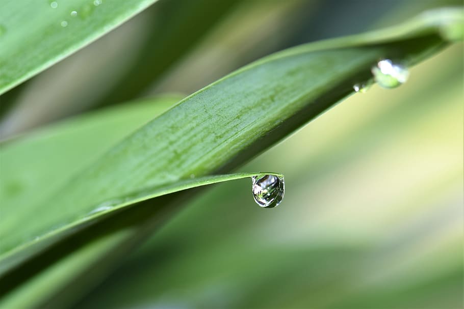 closeup photo of green leaf plant with water dews, Jewelry, Lilies, HD wallpaper