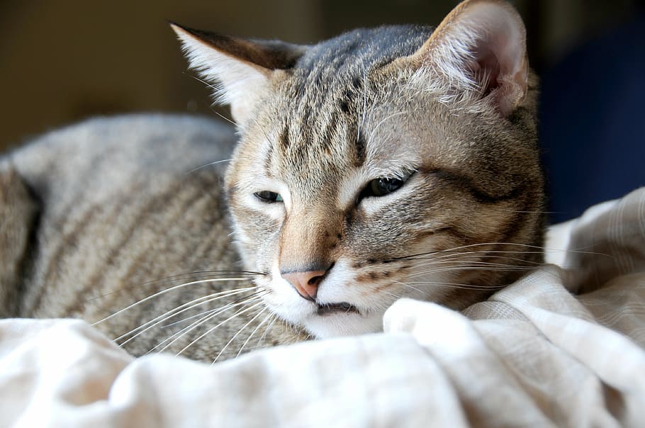 cat, pet, the storm, mammal, domestic, feline, domestic animals HD wallpaper