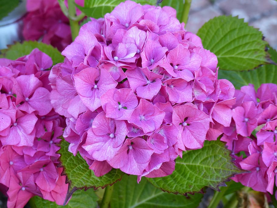 Hydrangeas, Flower, Garden, Pink, summer, green, purple, leaf HD wallpaper