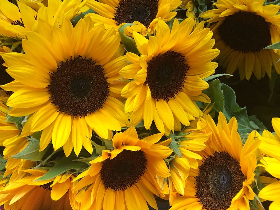 Sunflower, summer, yellow, nature, plant, petal, close-up, beauty In Nature HD wallpaper