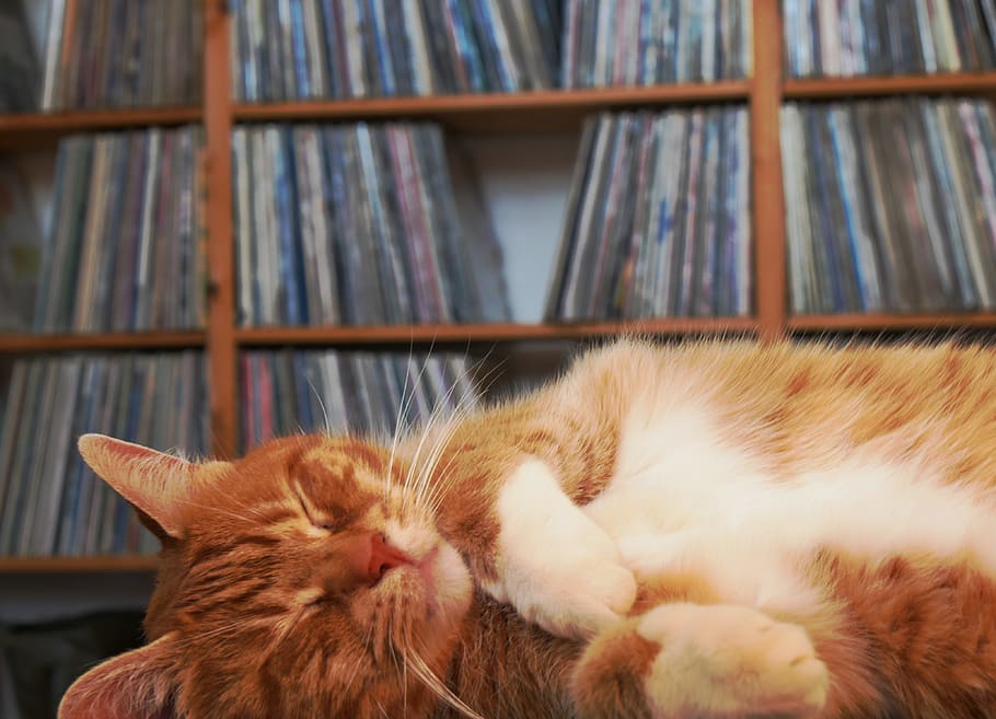 cat, plate collection, pet, red cat, relax, relaxed, cute, sleep HD wallpaper
