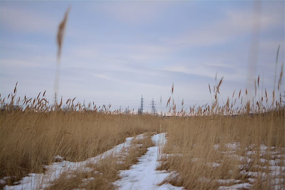 plants, fields, winter, snow, power lines, land, growth, tranquility HD wallpaper