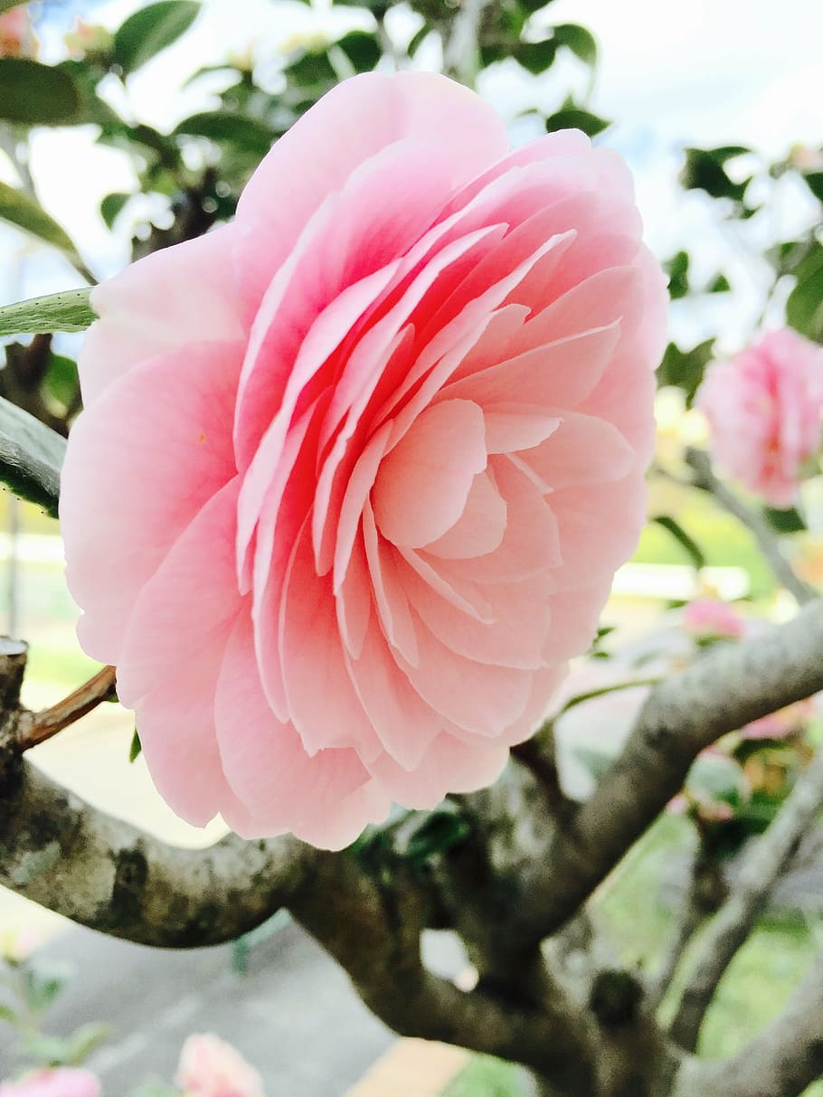 rosa, nature, flower, pink Color, petal, flower Head, plant HD wallpaper
