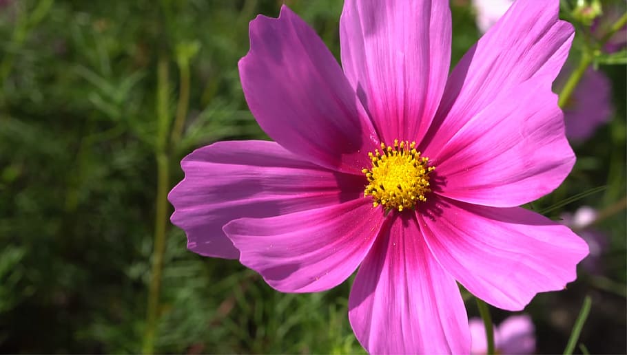 nature, flower, flora, summer, garden, petal, flowering plant HD wallpaper