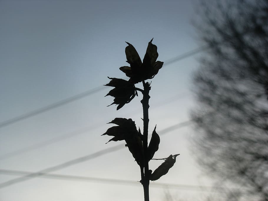 silhouette photo of lower, flower, daytime, dark, shadow, bird HD wallpaper
