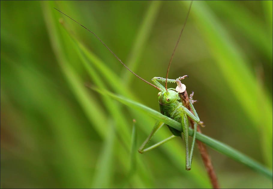 grasshopper, insect, close, nature, green, viridissima, macro HD wallpaper