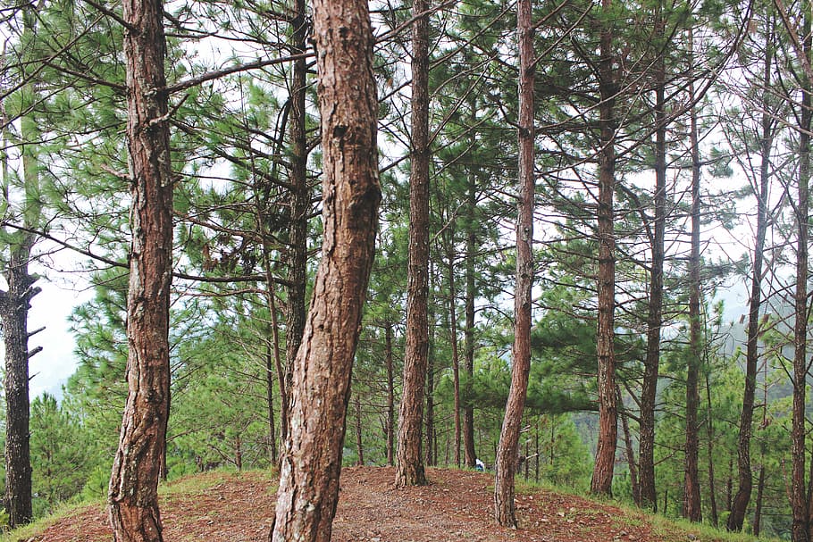 tall trees under calm sky, pine trees on brown and green mountain HD wallpaper
