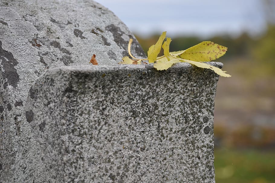 headstone, cemetery, tomb, animal themes, animal wildlife, animals in the wild HD wallpaper