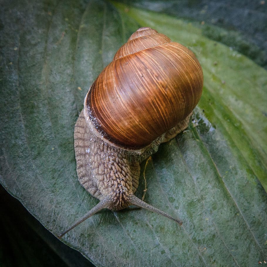 snail, shell, mollusk, close, animal, nature, slowly, crawl HD wallpaper
