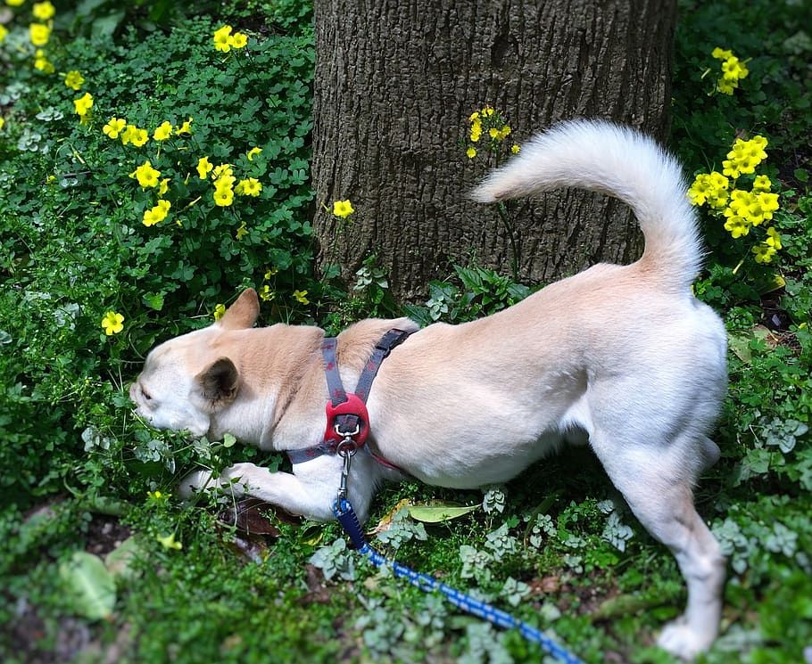 mix, dog, odor, aroma, field flowers, based on stray dogs, hybrid