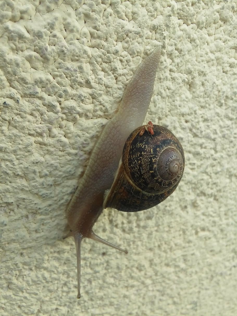 snail, wall, walk, animal, animal wildlife, one animal, gastropod HD wallpaper