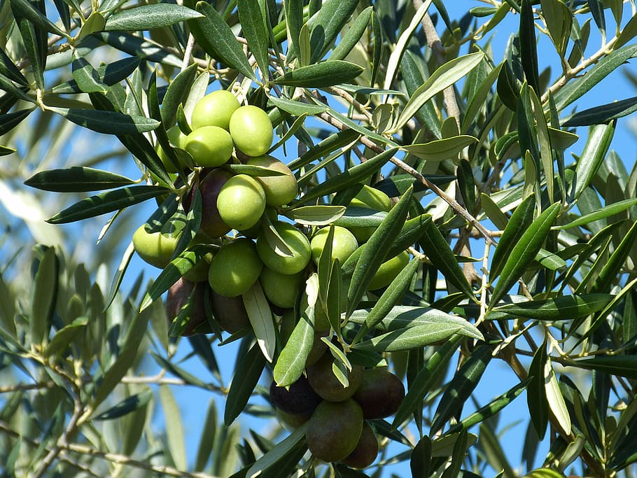 green fruits on tree, olive, olives, green olives, drupes, food