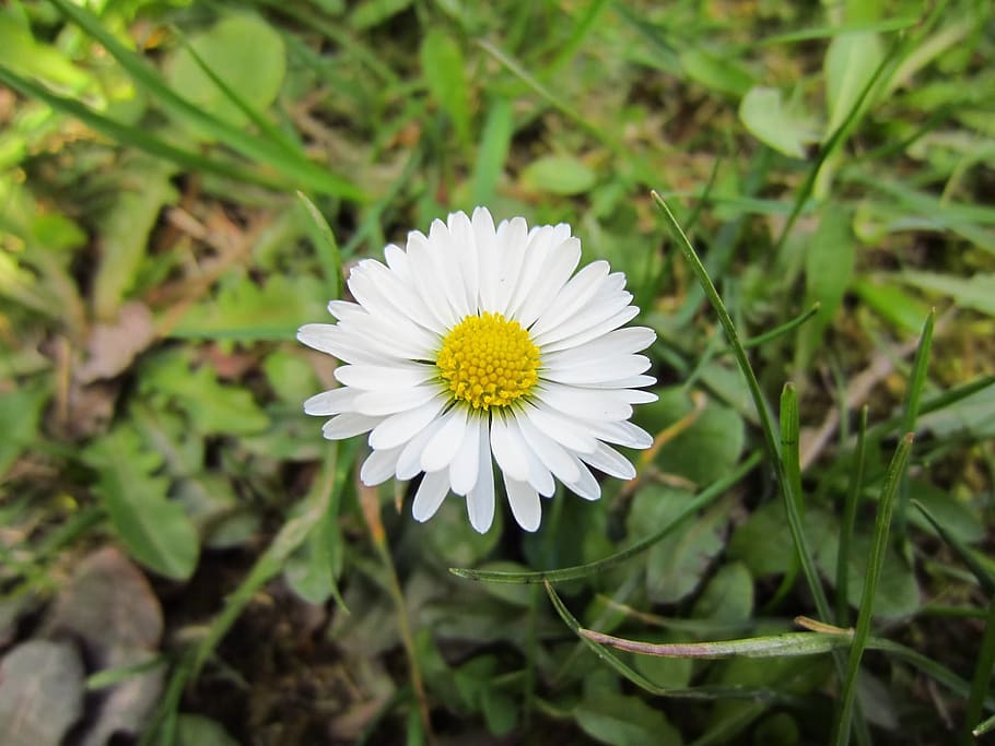 white, flower, magaritte, flowering plant, freshness, beauty in nature HD wallpaper