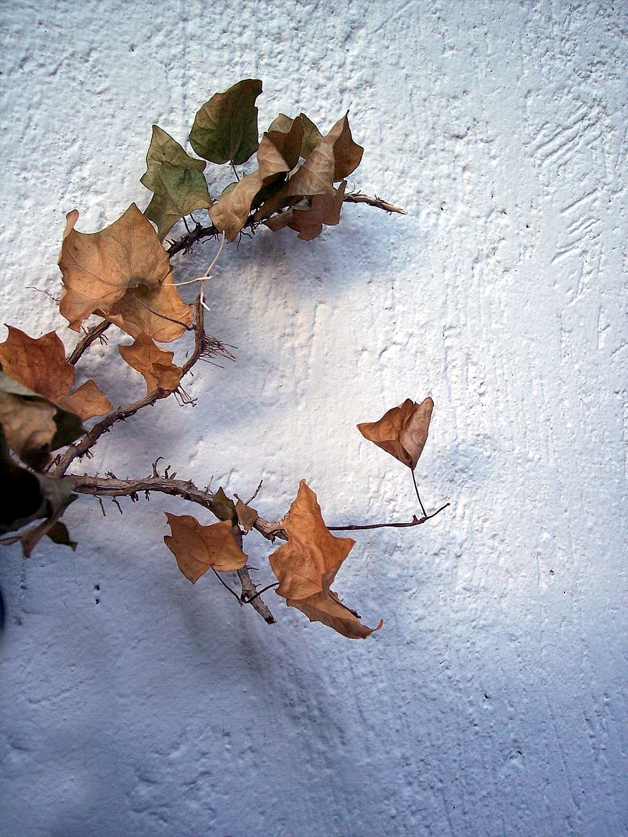 autumn, leaf, tree, leaves, dry branch, dry leaf, foliage, autumn woods HD wallpaper