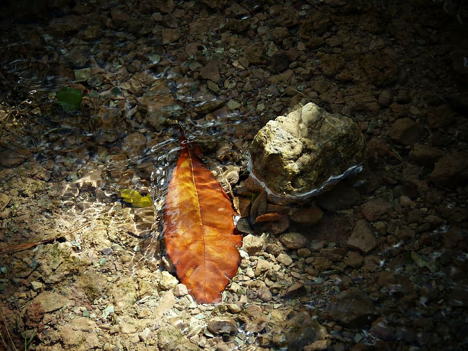 leaf, water, sunset, autumn, nature, dry, reflection, forest HD wallpaper