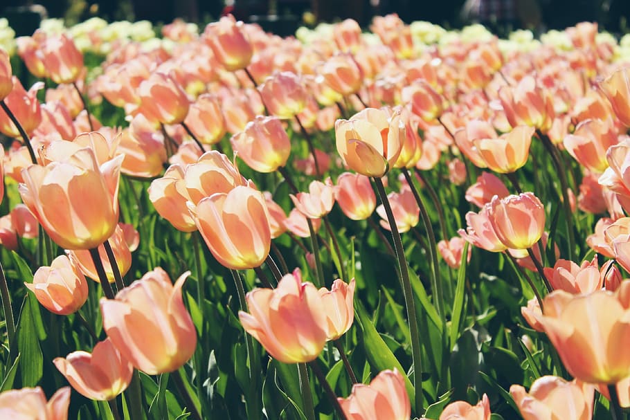 pink tulips blooms at daytime, bunch of orange petaled flowers, HD wallpaper